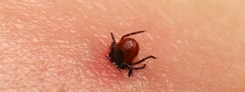 tique maladie de lyme